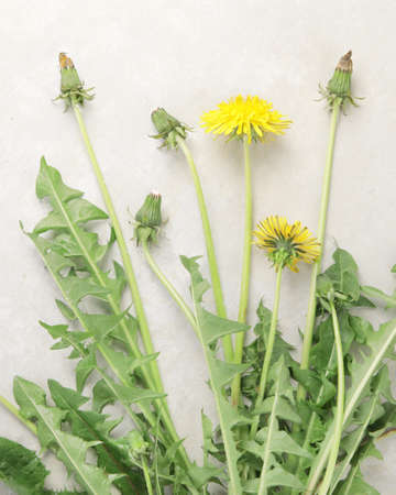 Fresh dandelion on light background. Edible plant and nectariferous. Top view, flat lay, copy space