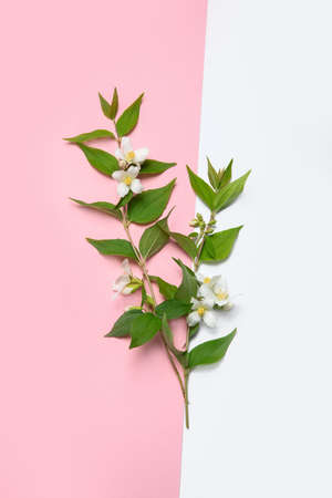 Jasmine flowers on pink background. Can be used as greeting card or wedding invitation. Top view, flat lay, copy spaceの写真素材