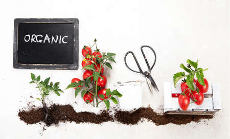 Life cycle of tomato plant. Growth stages from seed to flowering and fruiting plant with ripe red...