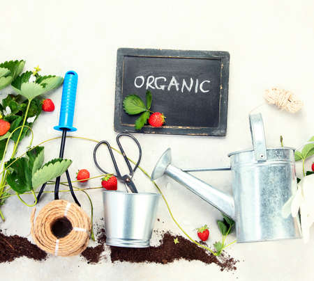 Organic farming, homegrown food concept. Young green strawberry plant on a white background. top view.の写真素材