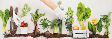 Vegetables growing in compost including potatoes, lettuce, salad, broccoli and beet on a white background. top view. panorama.の写真素材