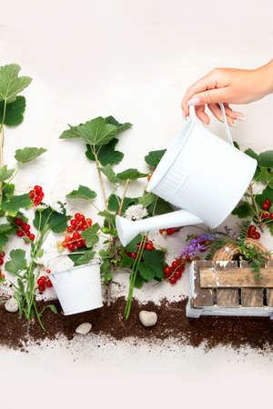 Red currant composition with garden tools on light background. Raw healthy snack. Top view, flat lay, copy space.の写真素材