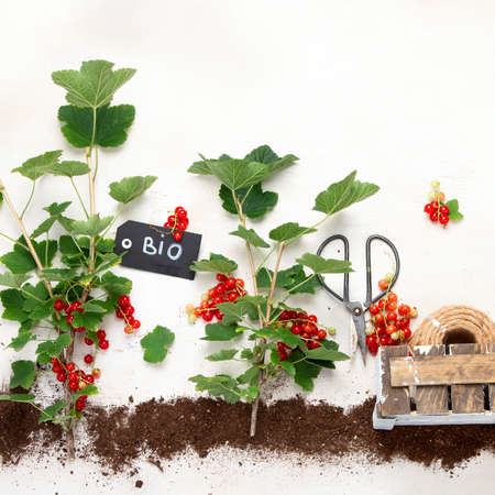 Red currant composition with garden tools on light background. Raw healthy snack. Top view, flat...