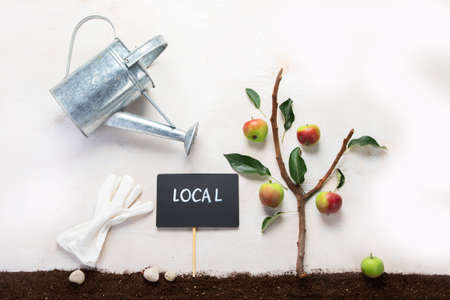 Springtime gardening composition on neutral background. Organic vegetables, fruits and garden tools....