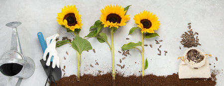 Composition with sunflowers on neutral background. Gardening equipment and flowers. top view, panoramaの写真素材