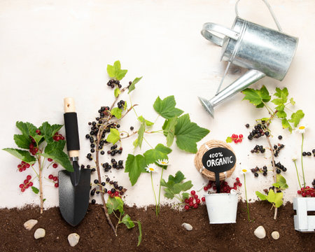 Springtime composition with berry on neutral background. Organic berries and garden tools. top view, copy spaceの写真素材
