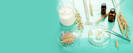 Analyzing agricultural wheat grains in laboratory. Wheat genetically modified on color background