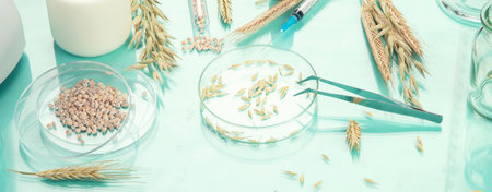 Analyzing agricultural wheat grains in laboratory. Wheat genetically modified on color background