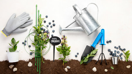 Gardening composition with fresh blueberry on neutral background. Organic berries and garden tools. top view, copy spaceの写真素材
