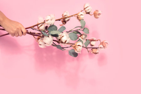 Branch with cotton flowers on pink background. Female hand holding floral composition with cotton flowers.の写真素材