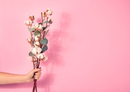 Branch with cotton flowers on pink background. Female hand holding floral composition with cotton flowers.の写真素材