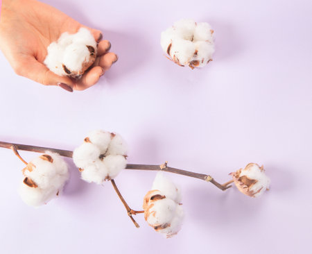 Flat lay beautiful cotton branch on violet background, top view, copy space. Delicate white cotton...