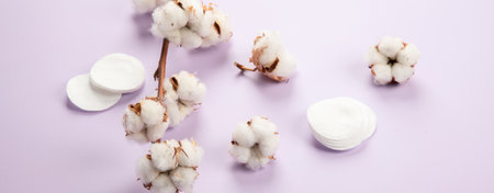 Flat lay beautiful cotton branch on violet background, top view, copy space. Delicate white cotton...