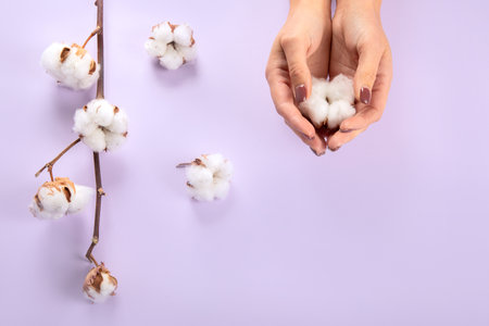 Flat lay beautiful cotton branch on violet background, top view, copy space. Delicate white cotton flowers. Light color cotton background. cotton production.の写真素材
