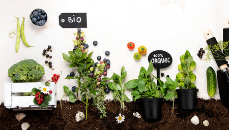 Raw fruits, berries, vegetables composition with garden tools on light backgroundの写真素材