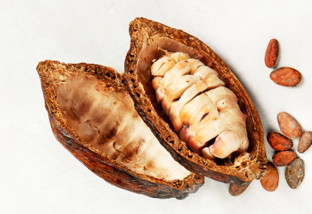 Fresh cocoa pod cut exposing cocoa seeds on white background, top view.の写真素材
