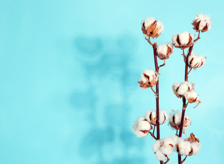 Flat lay beautiful cotton branch on blue background, top view, copy space. Delicate white cotton flowers. Light color cotton background.の写真素材