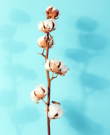 Flat lay beautiful cotton branch Delicate white cotton flowers. Light color cotton background. Cotton production.の写真素材