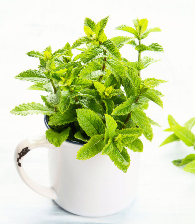 Bunch of fresh green mint on a white background.の写真素材