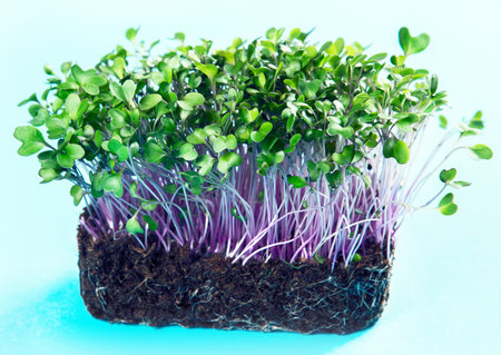 Micro greens sprouts on color background.. Healthy vegetarian eating concept. Selective focus