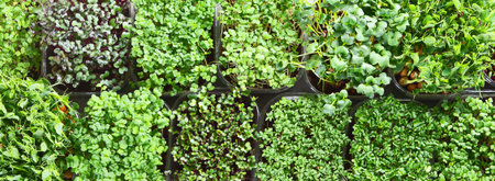 Different types of Mixed Microgreens in trays on gray background. Top view, panorama, banner
