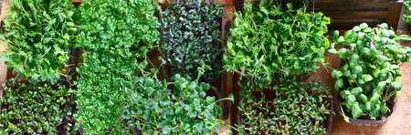 Mixed Microgreens in trays. Top view. Panorama, banner