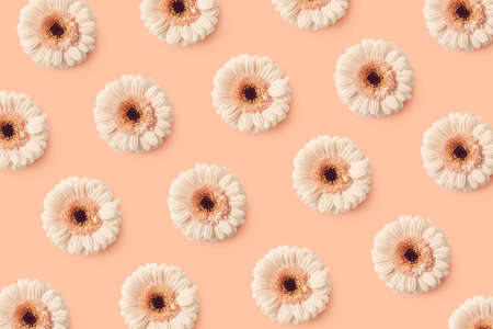 Floral pattern of gerbera flowers on pink pastelの写真素材