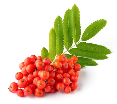 Ripe bunch of rowan berries or red mountain ash isolated on white background, close-upの写真素材