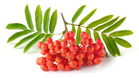 Ripe bunch of rowan berries or red mountain ash isolated on white background, close-upの写真素材