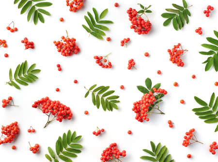 Pattern of ripe rowan berries or red mountain ash and green leaves isolated on white. Top view, flat lay. Autumn compositionの写真素材