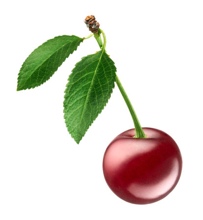 Fresh ripe red cherry with green leaves isolated on white backgroundの写真素材