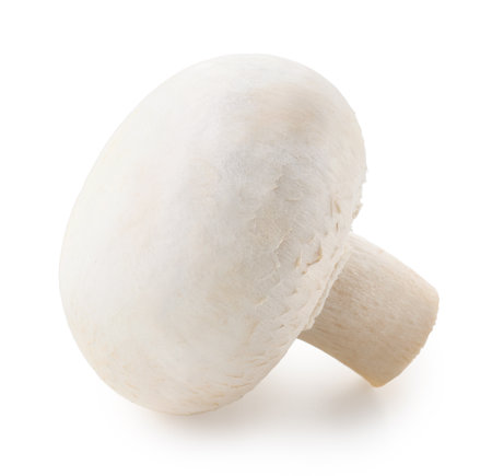 One whole fresh white champignon mushroom isolated on white backgroundの写真素材
