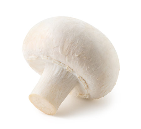 One whole fresh white champignon mushroom isolated on white backgroundの写真素材
