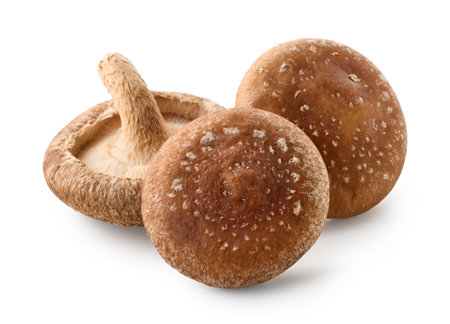 Group of three whole fresh Shiitake mushrooms isolated on white backgroundの写真素材