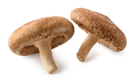 Two whole fresh Shiitake mushrooms isolated on white backgroundの写真素材