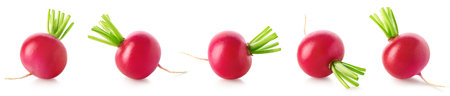 Collection or set of fresh small garden radishes isolated on white backgroundの写真素材