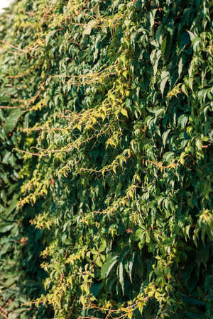 Wall covered with green and yellow leaves of wild grape. Natural background.の写真素材