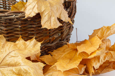 Wicker basket with collected autumn leaves standing on colorful maple leaves.