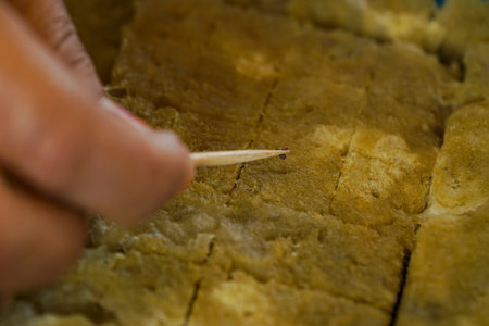 Hydroponic vegetable seeds in rock wool. Hydroponic. Rock wool. Seed. Close up. macro.