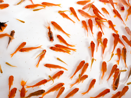 goldfishの写真素材