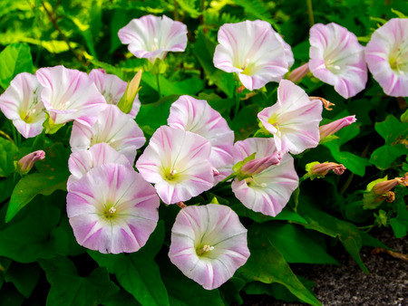 morning gloryの写真素材