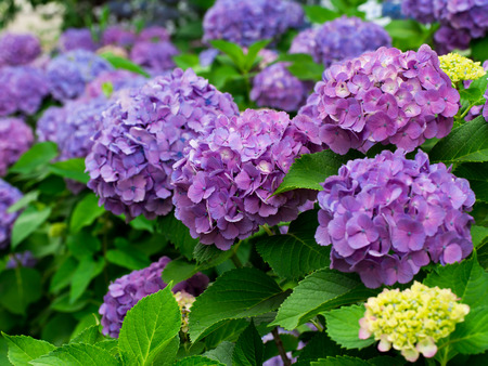 Hydrangeaの写真素材