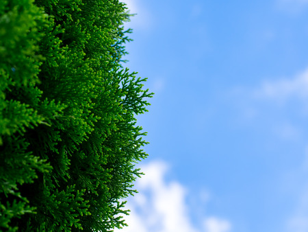 Pine with blue skyの写真素材