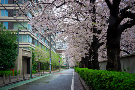 cheery blossom roadの写真素材