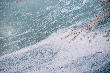 cherry petalsの写真素材