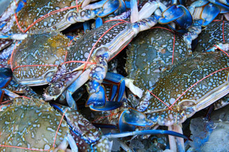 fresh crabs in the local market, Thailandの写真素材