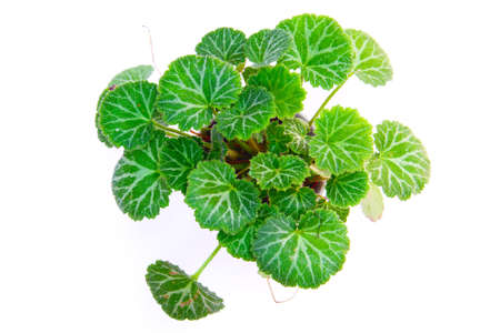 geranium tree from top viewの写真素材
