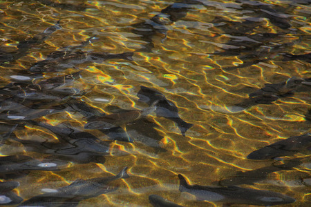 Pond fishの写真素材