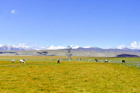 Horse grazing in the meadowの写真素材