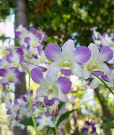 Orchids flower on bokeh background,の写真素材